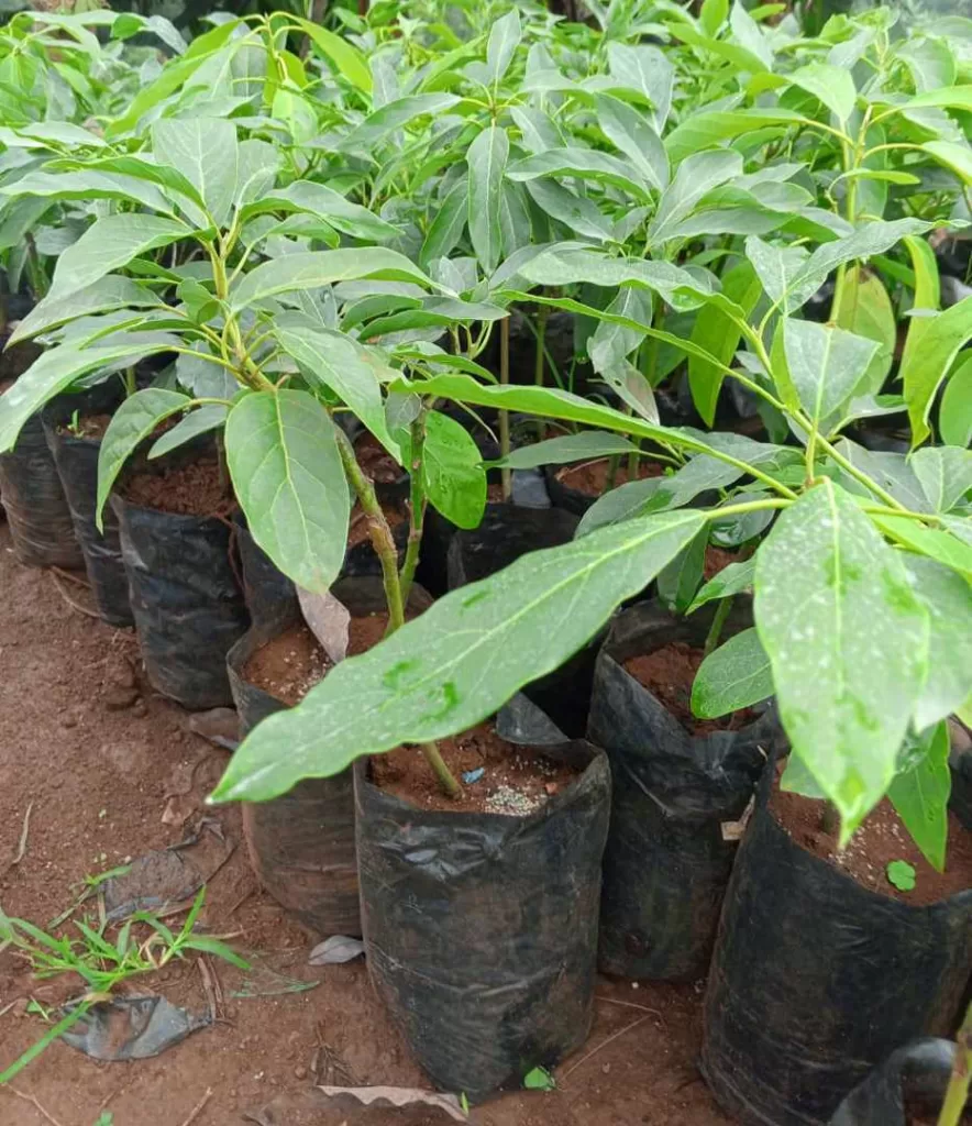 Hass Avocado In Nursery