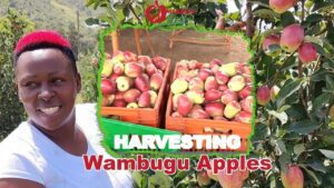 Wambugu Apples