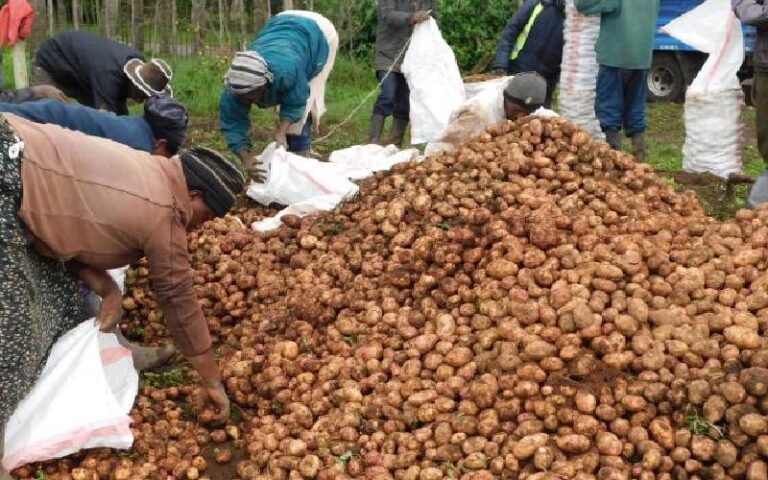 Safaricom-Backed AI Chatbot Revolutionizing Potato Farming in Kenya